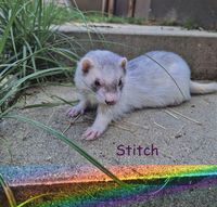 Stitch(II)_Regenbogen