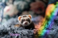 Django_Regenbogen