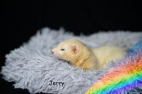 Jerry_Regenbogen