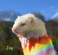 Joy_Regenbogen