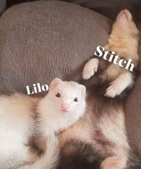 Lilo+Stitch(II)