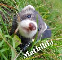Mathilda02