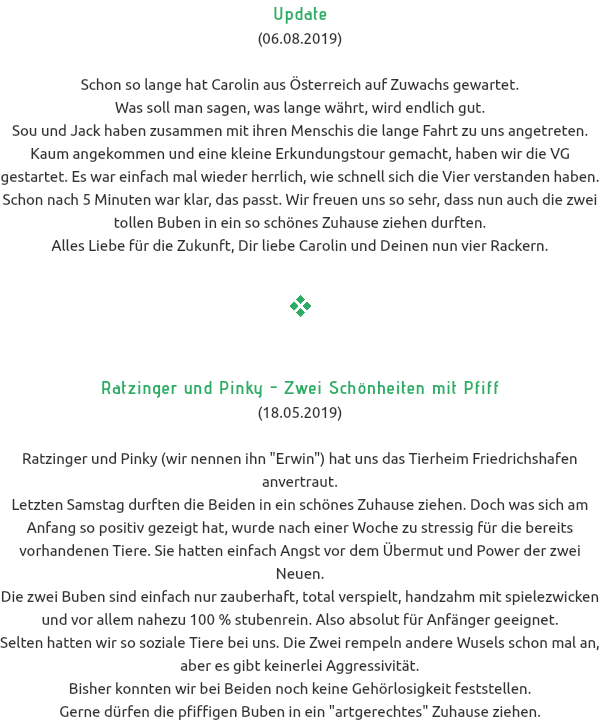 Update (06.08.2019) Schon so lange hat Carolin aus Österreich auf Zuwachs gewartet. Was soll man sagen, was lange währt, wird endlich gut. Sou und Jack haben zusammen mit ihren Menschis die lange Fahrt zu uns angetreten. Kaum angekommen und eine kleine Erkundungstour gemacht, haben wir die VG gestartet. Es war einfach mal wieder herrlich, wie schnell sich die Vier verstanden haben. Schon nach 5 Minuten war klar, das passt. Wir freuen uns so sehr, dass nun auch die zwei tollen Buben in ein so schönes Zuhause ziehen durften. Alles Liebe für die Zukunft, Dir liebe Carolin und Deinen nun vier Rackern.  Ratzinger und Pinky - Zwei Schönheiten mit Pfiff (18.05.2019) Ratzinger und Pinky (wir nennen ihn "Erwin") hat uns das Tierheim Friedrichshafen anvertraut. Letzten Samstag durften die Beiden in ein schönes Zuhause ziehen. Doch was sich am Anfang so positiv gezeigt hat, wurde nach einer Woche zu stressig für die bereits vorhandenen Tiere. Sie hatten einfach Angst vor dem Übermut und Power der zwei Neuen. Die zwei Buben sind einfach nur zauberhaft, total verspielt, handzahm mit spielezwicken und vor allem nahezu 100 % stubenrein. Also absolut für Anfänger geeignet. Selten hatten wir so soziale Tiere bei uns. Die Zwei rempeln andere Wusels schon mal an, aber es gibt keinerlei Aggressivität. Bisher konnten wir bei Beiden noch keine Gehörlosigkeit feststellen. Gerne dürfen die pfiffigen Buben in ein "artgerechtes" Zuhause ziehen.